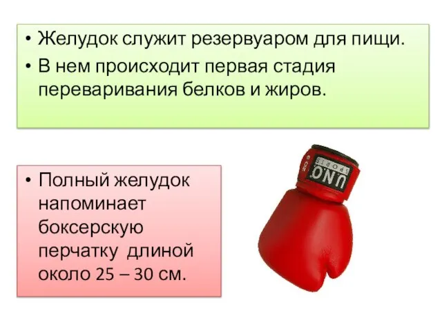 Желудок служит резервуаром для пищи. В нем происходит первая стадия переваривания