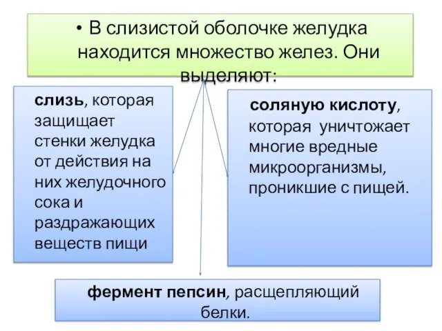 В слизистой оболочке желудка находится множество желез. Они выделяют: слизь, которая