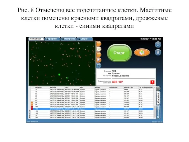 Рис. 8 Отмечены все подсчитанные клетки. Маститные клетки помечены красными квадратами, дрожжевые клетки - синими квадратами