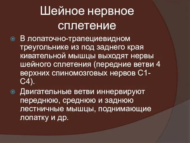 Шейное нервное сплетение В лопаточно-трапециевидном треугольнике из под заднего края кивательной