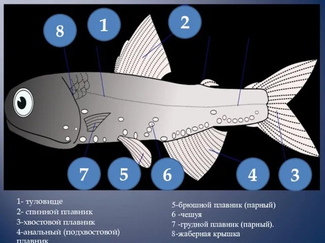 1- туловище 2- спинной плавник 3-хвостовой плавник 4-анальный (подхвостовой) плавник 5-брюшной