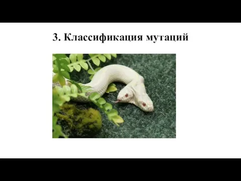 3. Классификация мутаций