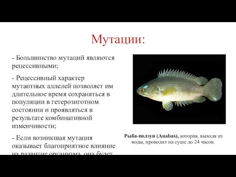 Мутации: - Большинство мутаций являются рецессивными; - Рецессивный характер мутантных аллелей