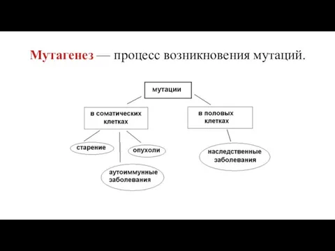 Мутагенез — процесс возникновения мутаций.