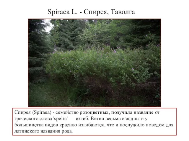 Spiraea L. - Спирея, Таволга Спирея (Spiraea) - семейство розоцветных, получила