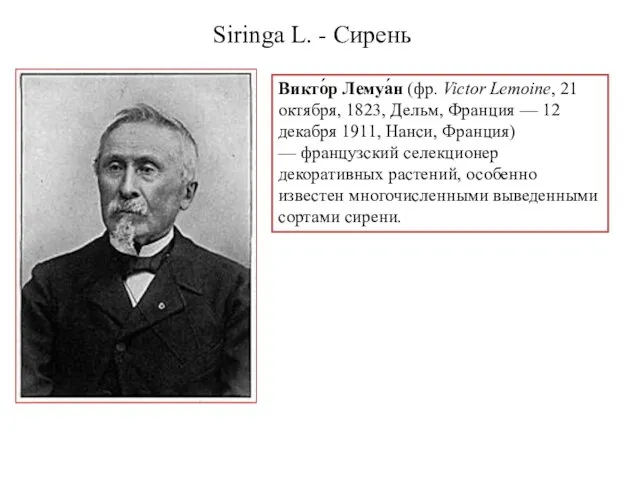 Siringa L. - Сирень Викто́р Лемуа́н (фр. Victor Lemoine, 21 октября,