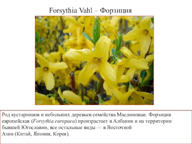 Forsythia Vahl – Форзиция Род кустарников и небольших деревьев семейства Маслиновые.