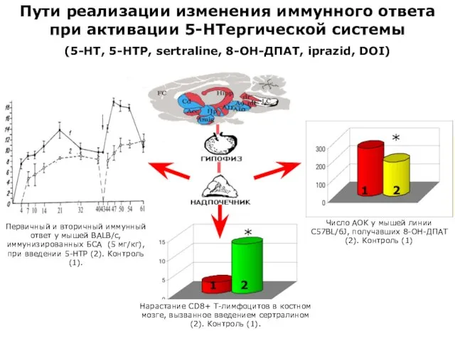 Число АОК у мышей линии С57BL/6J, получавших 8-ОН-ДПАТ(2). Контроль (1) Первичный