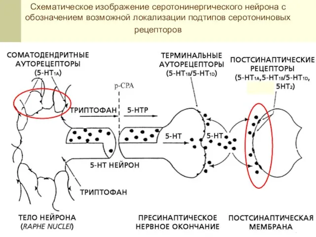 Схематическое изображение серотонинергического нейрона с обозначением возможной локализации подтипов серотониновых рецепторов