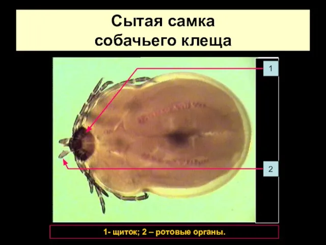 Сытая самка собачьего клеща 1 2 1- щиток; 2 – ротовые органы.