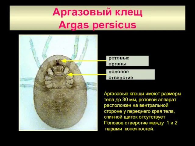 Аргазовый клещ Argas persicus ротовые органы половое отверстие Аргасовые клещи имеют