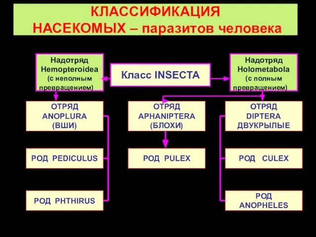 КЛАССИФИКАЦИЯ НАСЕКОМЫХ – паразитов человека Класс INSECTA ОТРЯД ANOPLURA (ВШИ) РОД