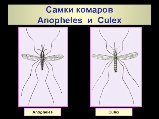 Самки комаров Anopheles и Culex Anopheles Culex