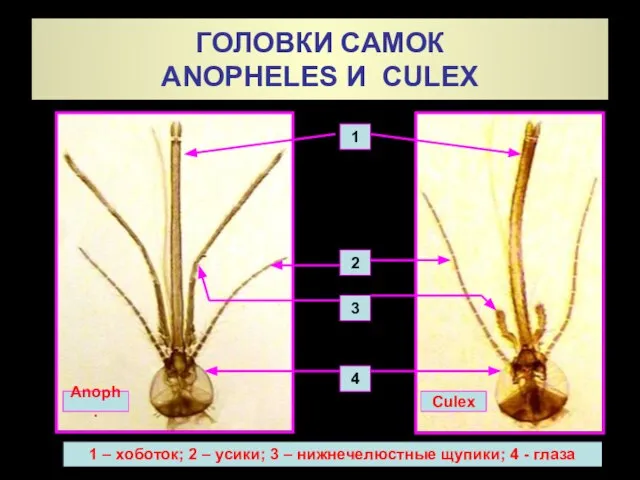 ГОЛОВКИ САМОК ANOPHELES И CULEX 1 2 3 Anoph. Culex 1
