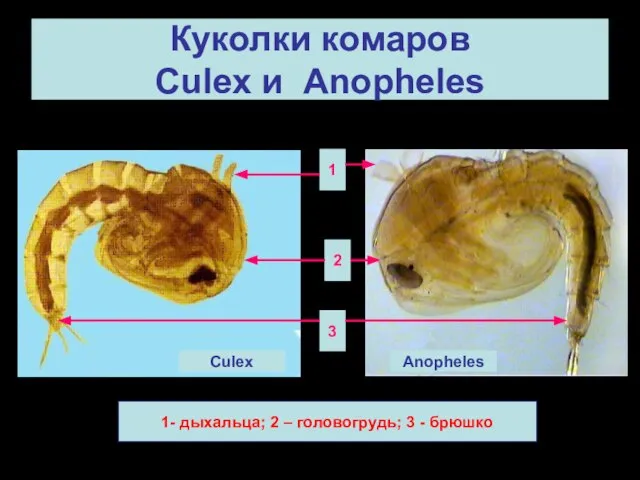 Куколки комаров Culex и Anopheles Culex Anopheles 1- дыхальца; 2 –