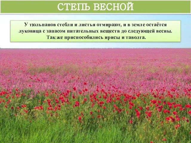 СТЕПЬ ВЕСНОЙ У тюльпанов стебли и листья отмирают, и в земле