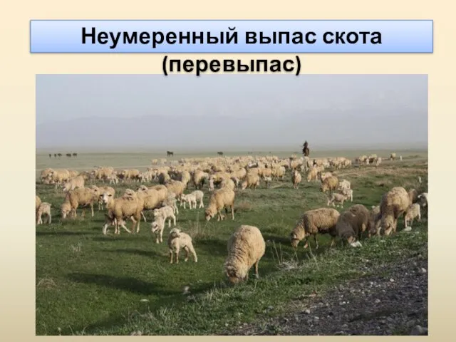 Неумеренный выпас скота (перевыпас)