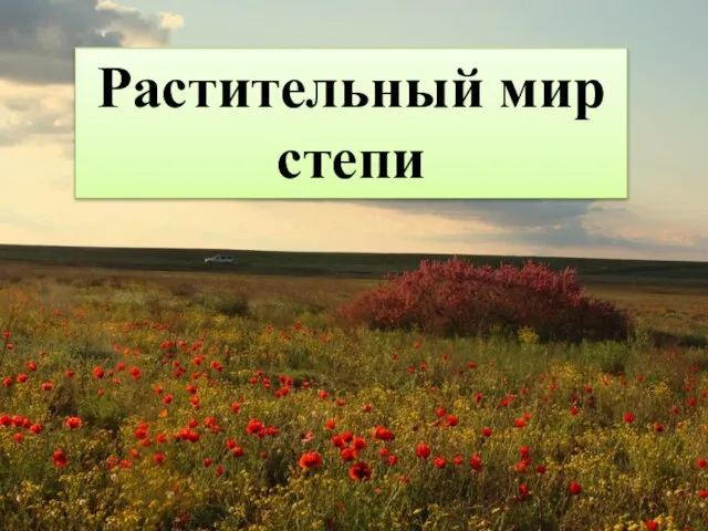 Растительный мир степи