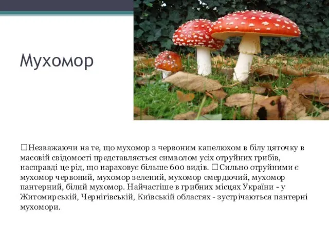 Мухомор Незважаючи на те, що мухомор з червоним капелюхом в білу