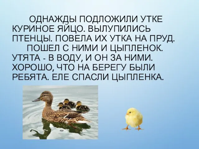 ОДНАЖДЫ ПОДЛОЖИЛИ УТКЕ КУРИНОЕ ЯЙЦО. ВЫЛУПИЛИСЬ ПТЕНЦЫ. ПОВЕЛА ИХ УТКА НА