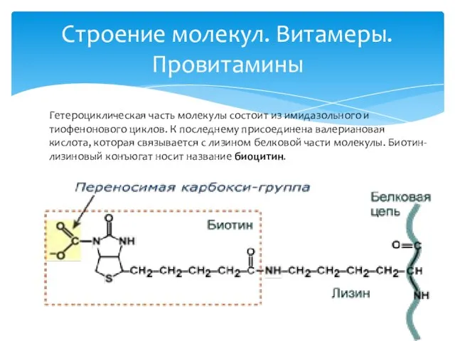 Строение молекул. Витамеры. Провитамины Гетероциклическая часть молекулы состоит из имидазольного и