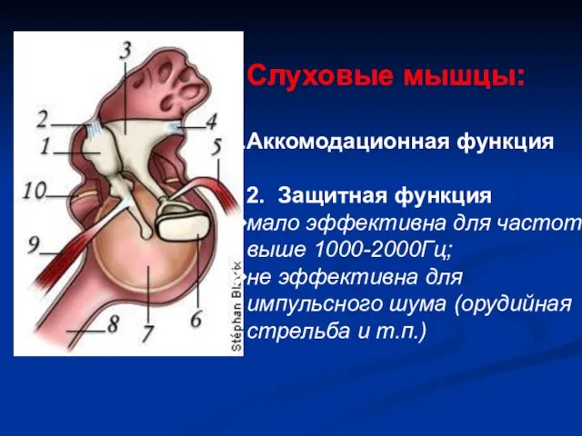 Слуховые мышцы: Аккомодационная функция 2. Защитная функция мало эффективна для частот