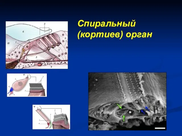 Спиральный (кортиев) орган