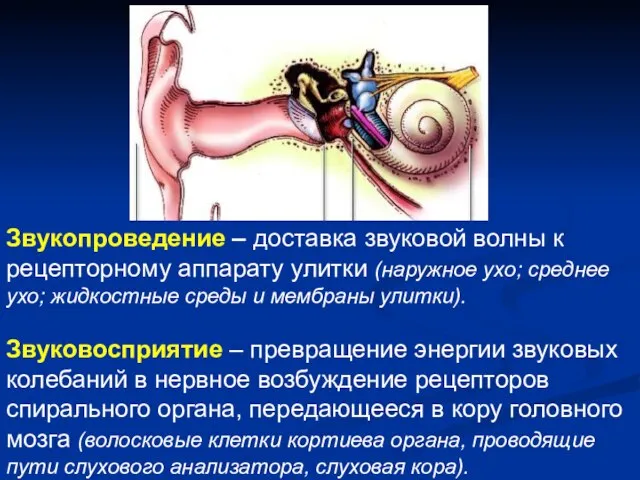 Звукопроведение – доставка звуковой волны к рецепторному аппарату улитки (наружное ухо;