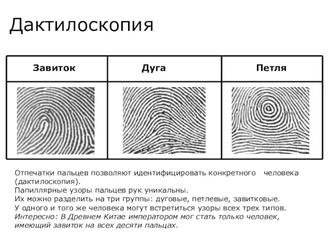 Дактилоскопия Завиток Дуга Петля Отпечатки пальцев позволяют идентифицировать конкретного человека (дактилоскопия).