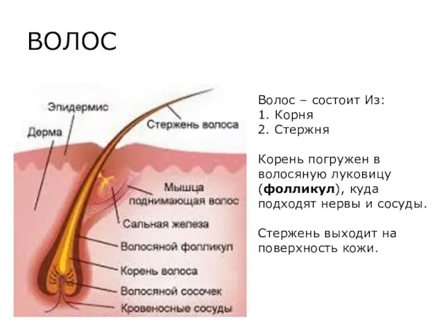 ВОЛОС Волос – состоит Из: 1. Корня 2. Стержня Корень погружен