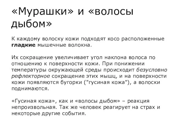 «Мурашки» и «волосы дыбом» К каждому волоску кожи подходят косо расположенные