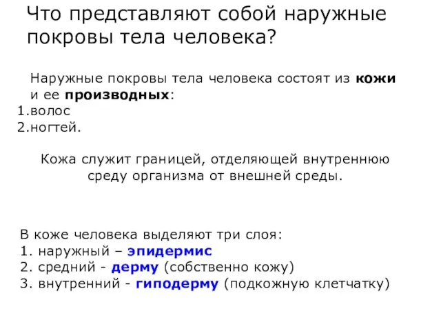 Что представляют собой наружные покровы тела человека? Наружные покровы тела человека