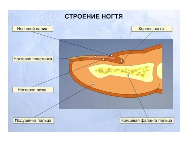 А Б