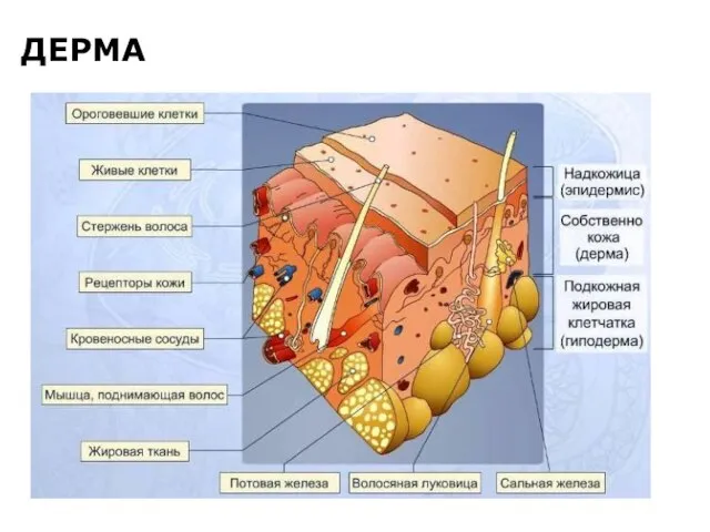 ДЕРМА