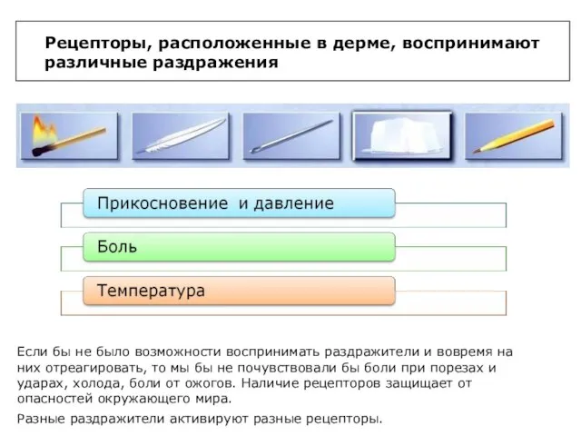 Рецепторы, расположенные в дерме, воспринимают различные раздражения Если бы не было