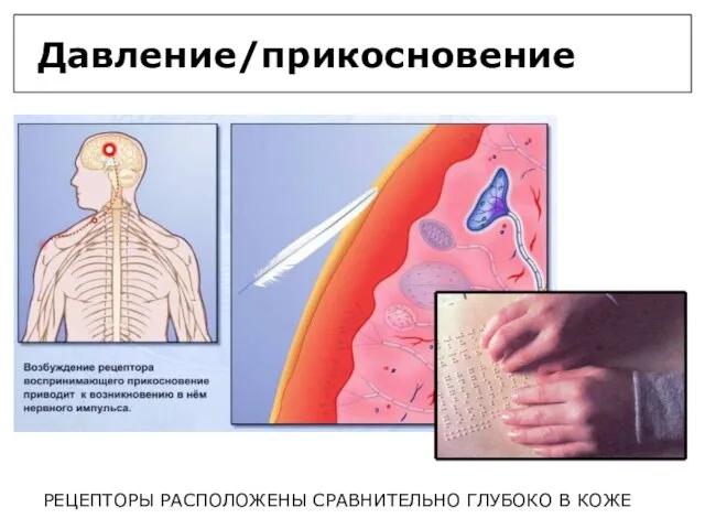 Давление/прикосновение РЕЦЕПТОРЫ РАСПОЛОЖЕНЫ СРАВНИТЕЛЬНО ГЛУБОКО В КОЖЕ