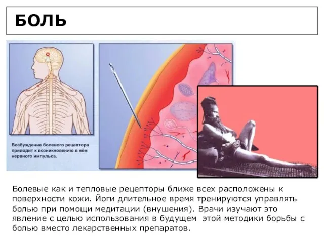 БОЛЬ Болевые как и тепловые рецепторы ближе всех расположены к поверхности