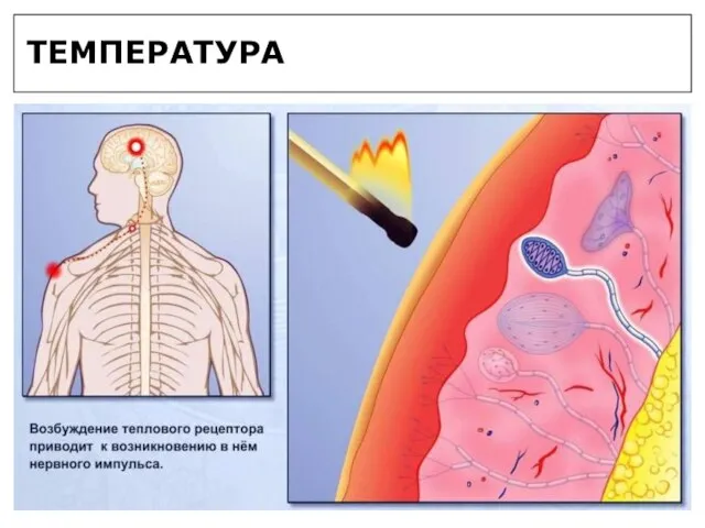 ТЕМПЕРАТУРА