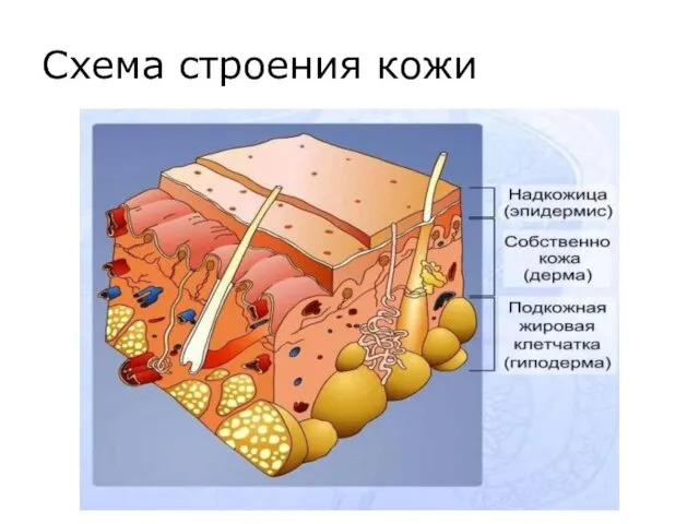 Схема строения кожи