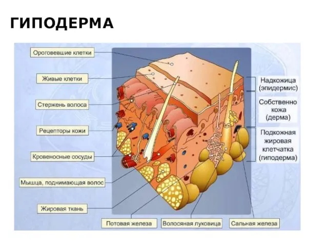 ГИПОДЕРМА