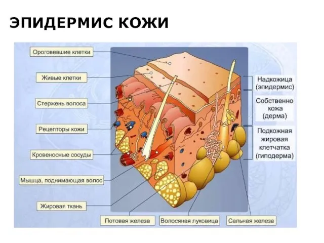 ЭПИДЕРМИС КОЖИ