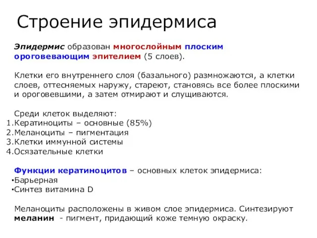 Эпидермис образован многослойным плоским ороговевающим эпителием (5 слоев). Клетки его внутреннего