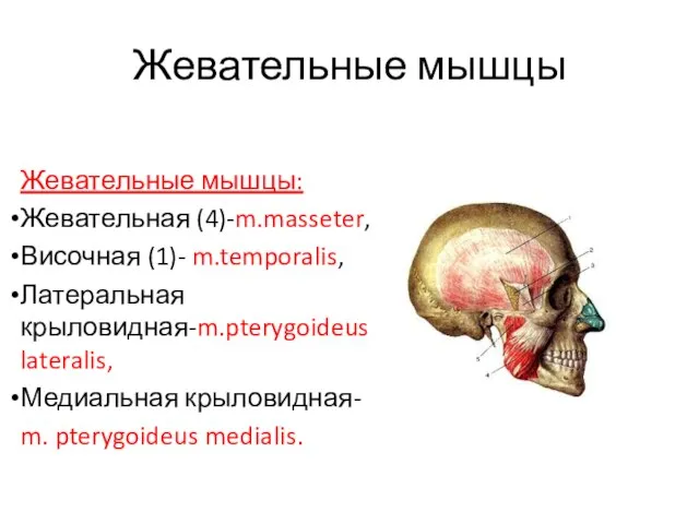 Жевательные мышцы Жевательные мышцы: Жевательная (4)-m.masseter, Височная (1)- m.temporalis, Латеральная крыловидная-m.pterygoideus