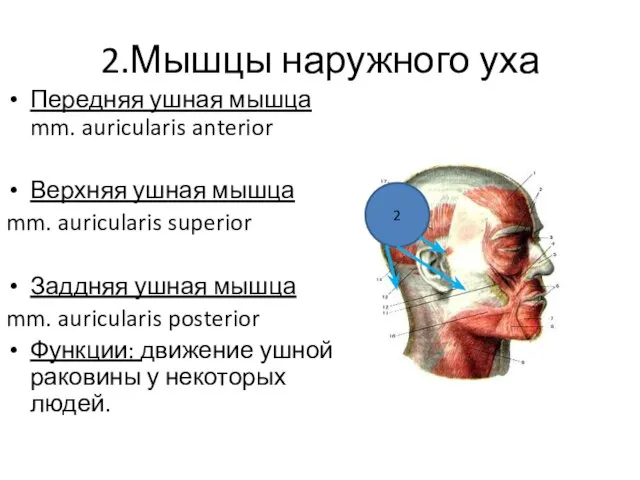 2.Мышцы наружного уха Передняя ушная мышца mm. auricularis anterior Верхняя ушная