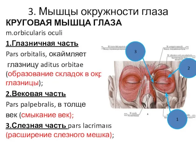 3. Мышцы окружности глаза КРУГОВАЯ МЫШЦА ГЛАЗА m.orbicularis oculi 1.Глазничная часть