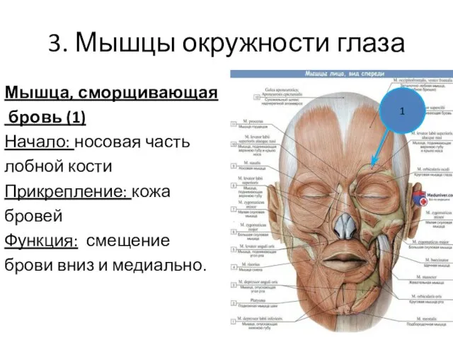 3. Мышцы окружности глаза Мышца, сморщивающая бровь (1) Начало: носовая часть