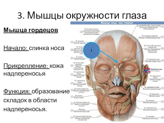 3. Мышцы окружности глаза Мышца гордецов Начало: спинка носа Прикрепление: кожа