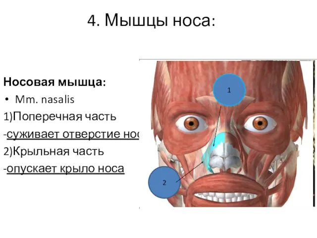 4. Мышцы носа: Носовая мышца: Mm. nasalis 1)Поперечная часть -суживает отверстие