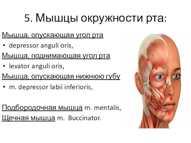 5. Мышцы окружности рта: Мышца, опускающая угол рта depressor anguli oris,