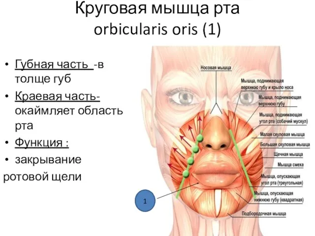 Круговая мышца рта orbicularis oris (1) Губная часть -в толще губ